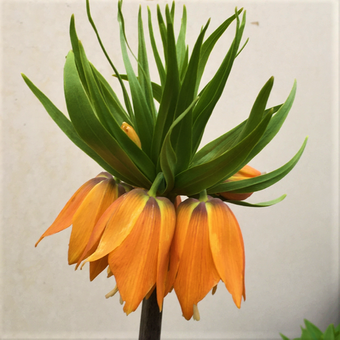 Fritillaria Aurora
